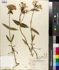 Phlox ovata image