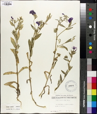 Phlox drummondii image