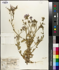 Phlox drummondii var. peregrina image