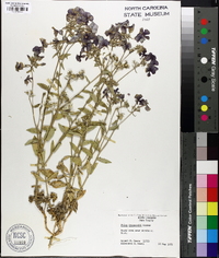 Phlox drummondii image