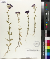 Phlox drummondii image