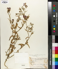 Phlox drummondii image