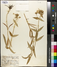 Phlox glaberrima subsp. triflora image