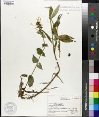 Phlox maculata image