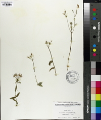 Phlox ovata image