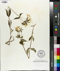 Phlox ovata image