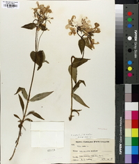 Phlox ovata image