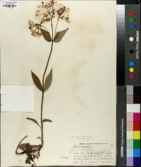 Phlox ovata image