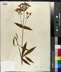 Phlox ovata image