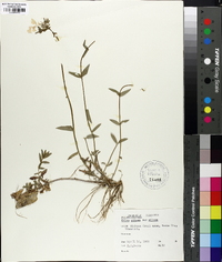 Phlox pilosa var. pilosa image