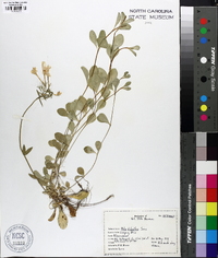 Phlox stolonifera image