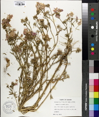 Phlox drummondii image