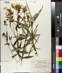 Phlox carolina subsp. alta image