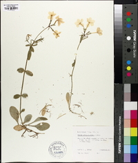 Phlox stolonifera image