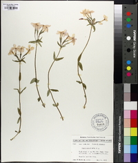 Phlox stolonifera image