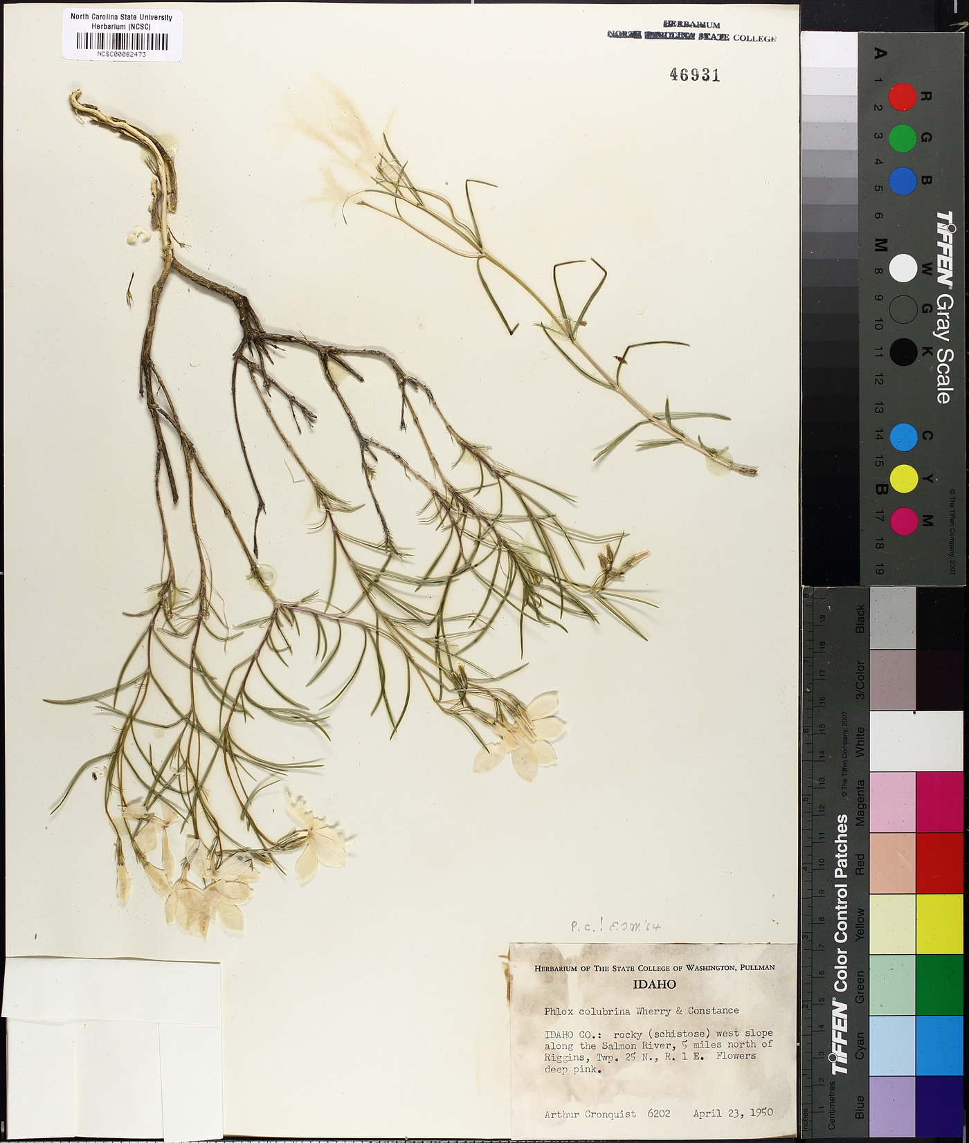 Phlox colubrina image