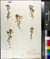 Phlox cuspidata image