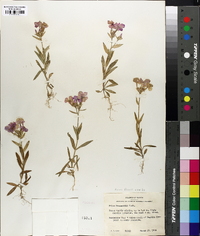 Phlox drummondii image