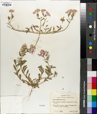 Phlox drummondii image