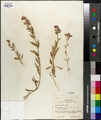 Phlox drummondii image