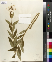 Phlox paniculata image