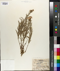 Phlox pilosa subsp. riparia image