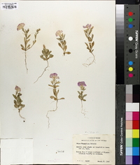 Phlox roemeriana image