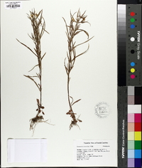 Lysimachia lanceolata image