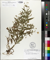 Lysimachia lanceolata image