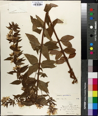 Lysimachia punctata image