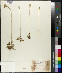 Primula incana image