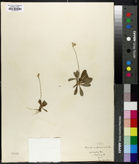 Primula mistassinica image
