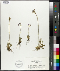 Primula farinosa image