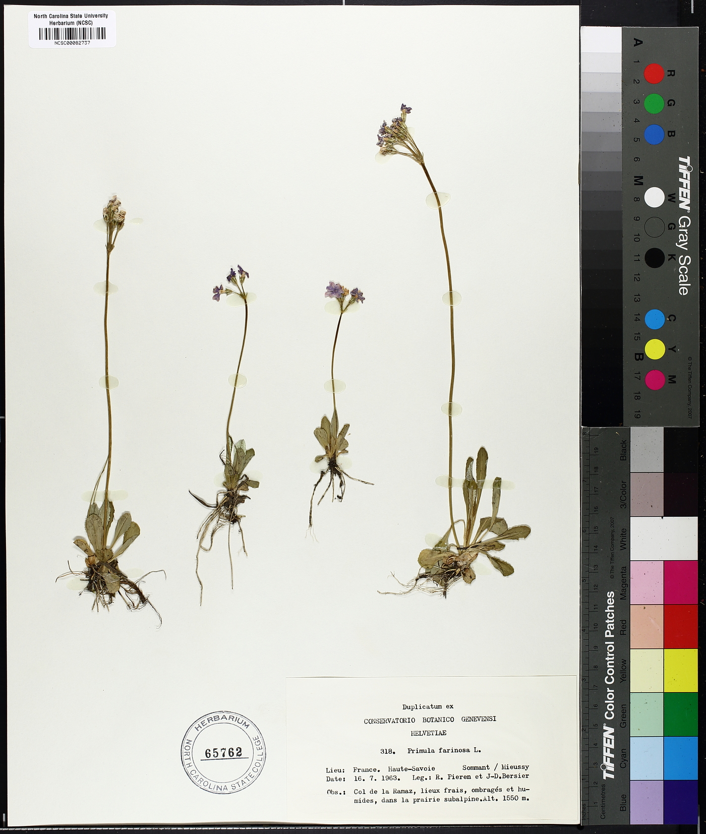 Primula farinosa image