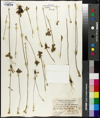 Primula stricta image