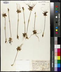 Primula stricta image