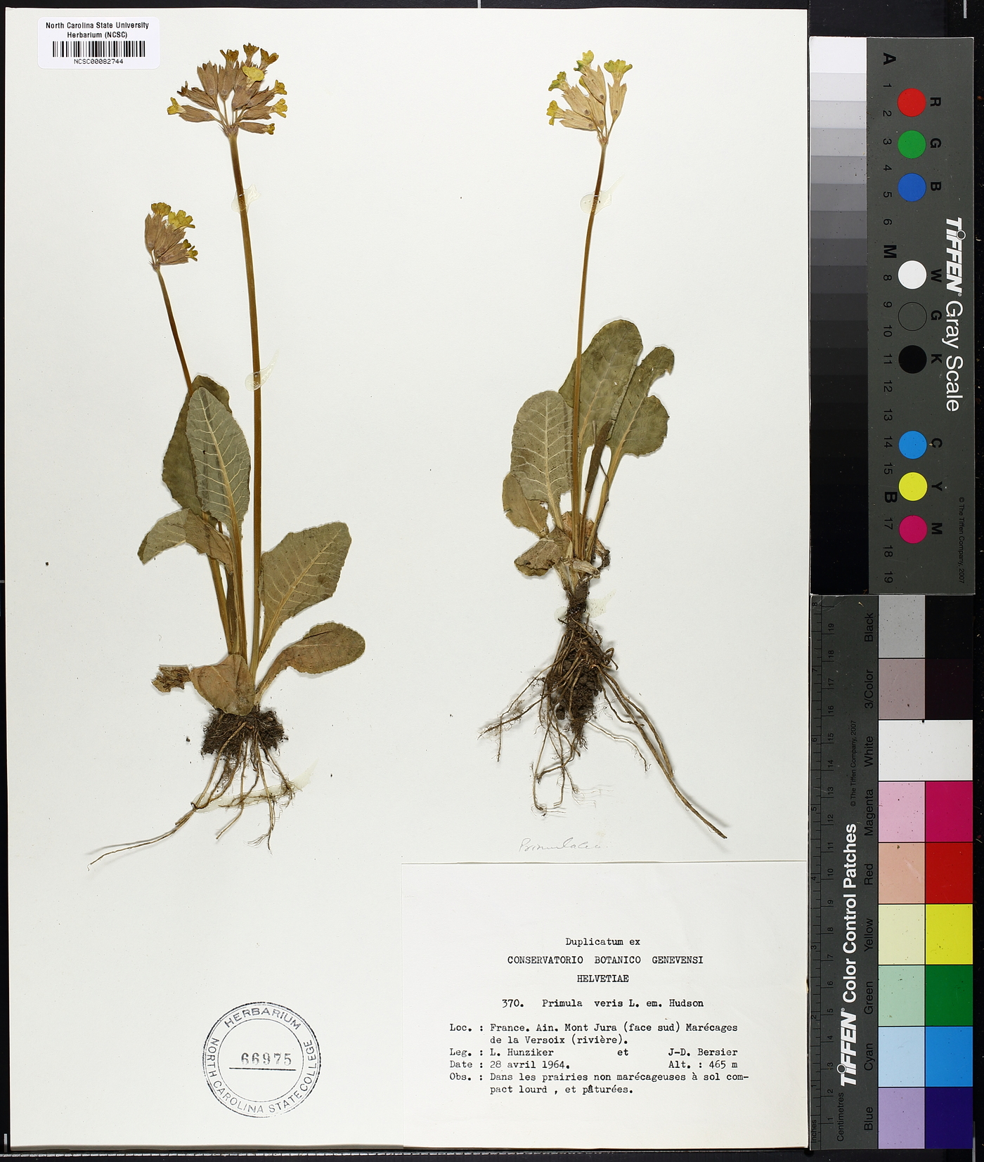 Primula veris image