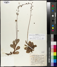 Samolus ebracteatus image