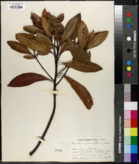 Gordonia lasianthus image