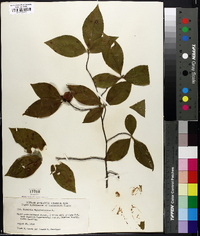 Stewartia malacodendron image