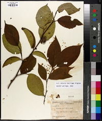 Stewartia ovata image