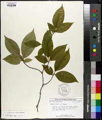 Stewartia ovata image