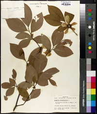 Stewartia malacodendron image