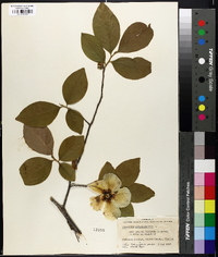 Stewartia malacodendron image