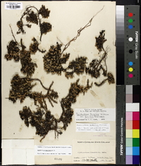 Pyxidanthera brevifolia image