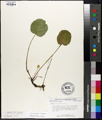 Shortia galacifolia image