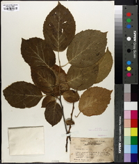 Halesia diptera image