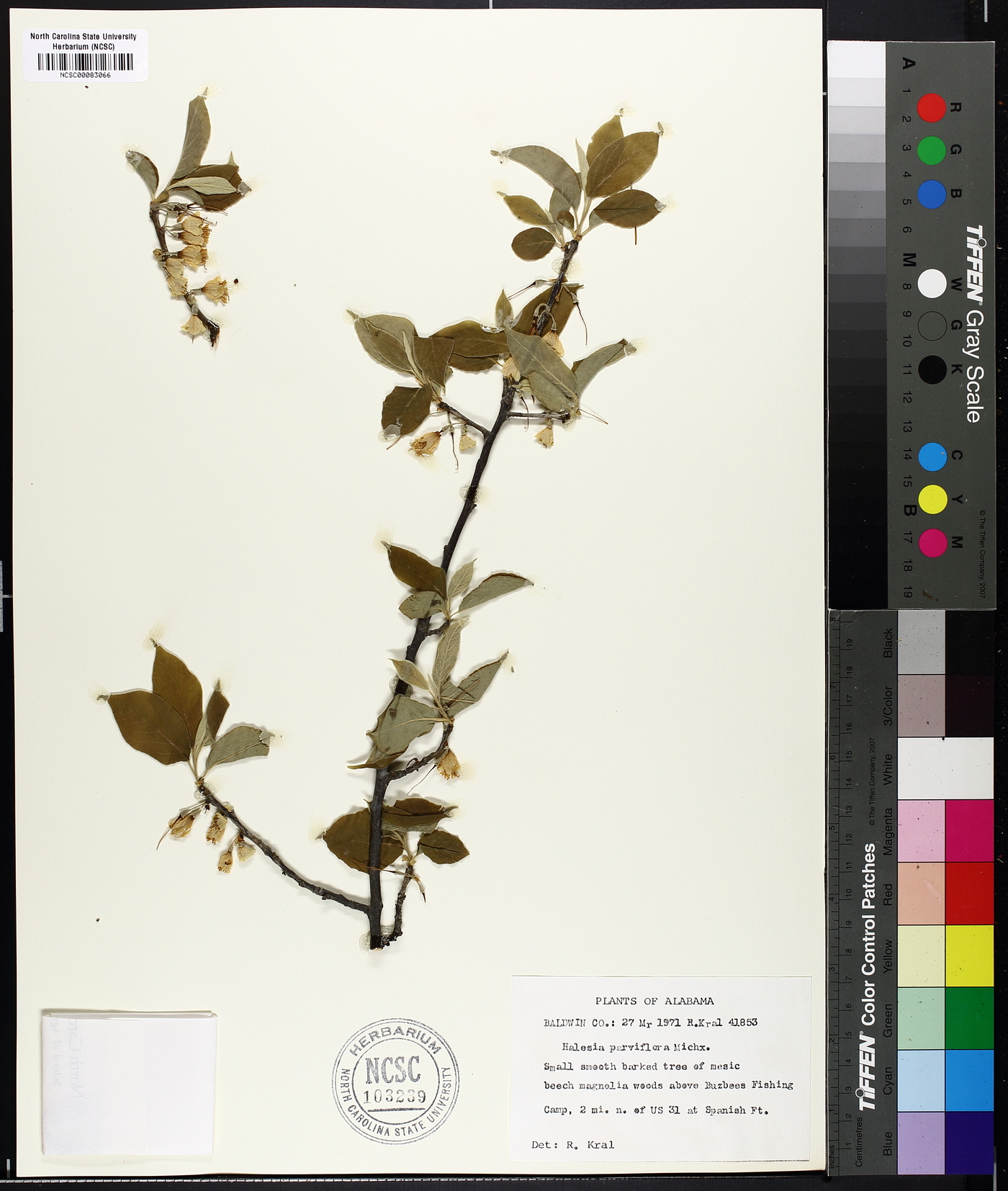 Halesia parviflora image