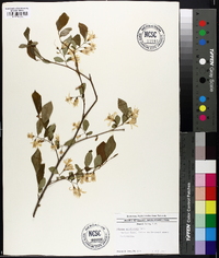 Styrax americanus image