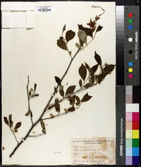 Styrax americanus image